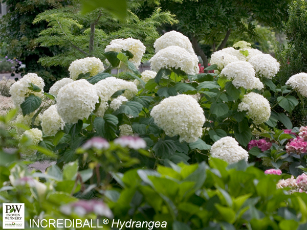 Incrediball ® Hydrangea : 5 Gallon
