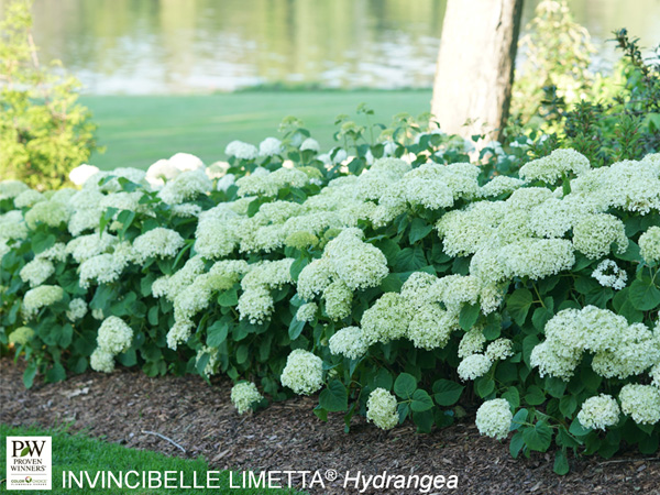 Invincibelle Limetta ® Hydrangea : 3 Gallon