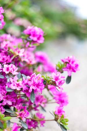 Karen Azalea : 3 Gallon