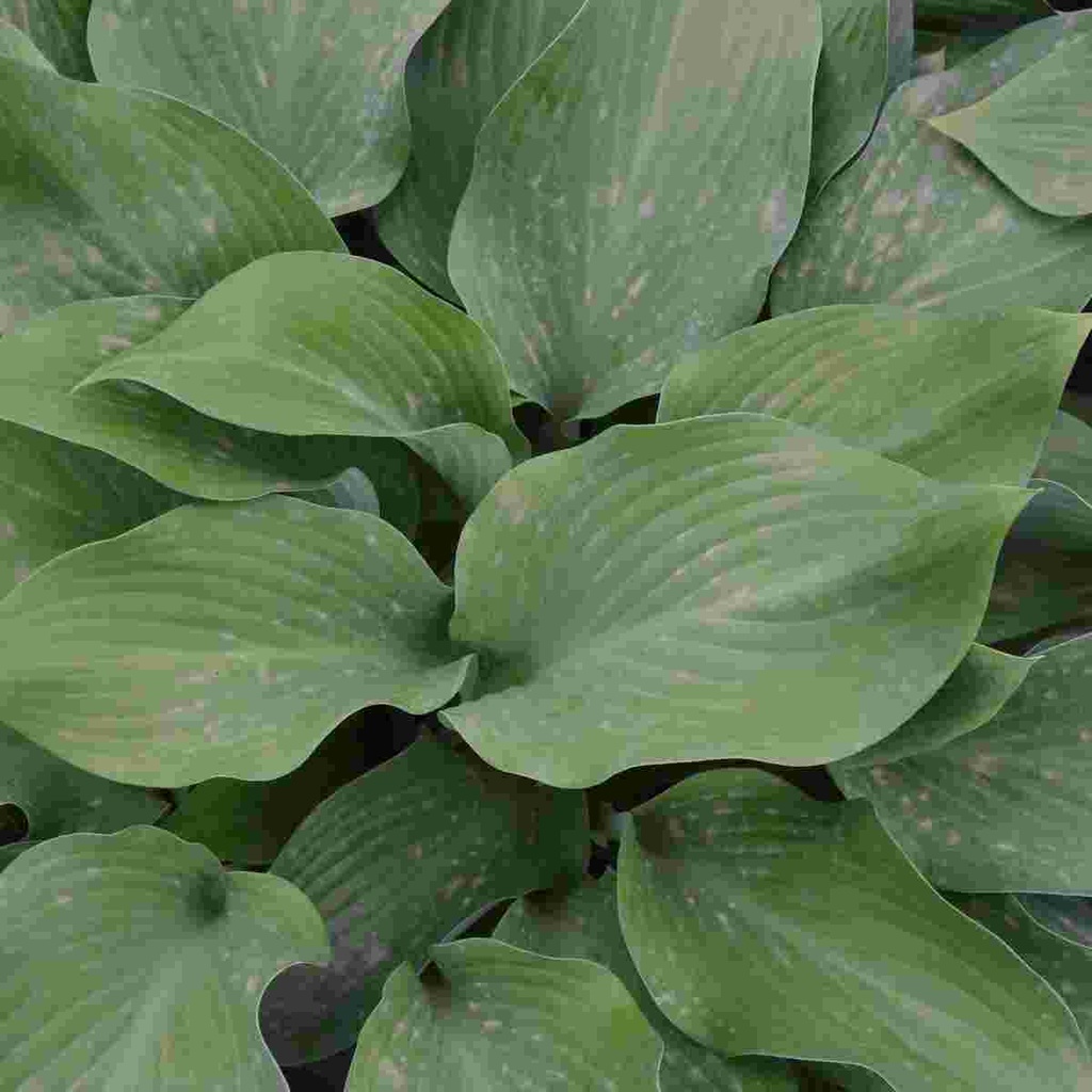 Krossa Regal Hosta : 3 Gallon