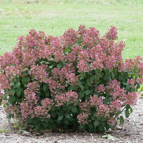Little Quick Fire ® Hydrangea : 3 Gallon