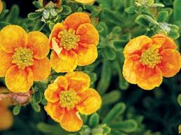 Potentilla Mango Tango : 2 Gallon