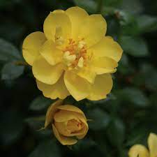 Oso Easy Lemon Zest Rose ® : 3 Gallon