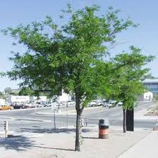 Imperial Honeylocust : 2 Inch