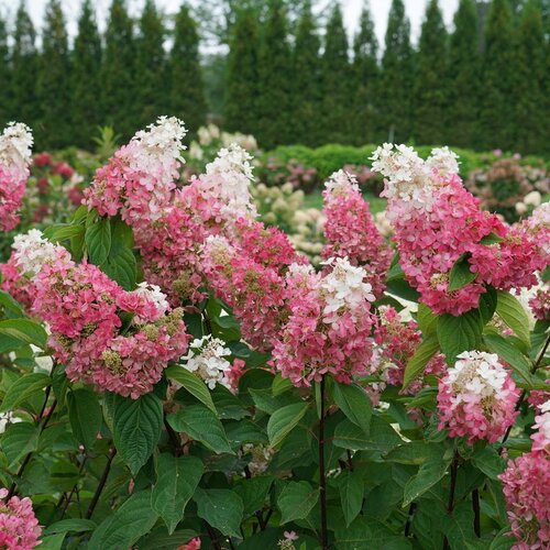 Pinky Winky Prime Hydrangea on STD ™ PW : 10 Gallon