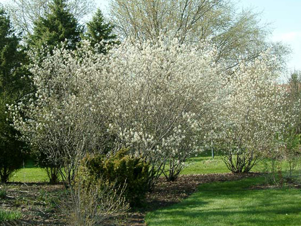 Autumn Brilliance Serviceberry MS : 10 Foot