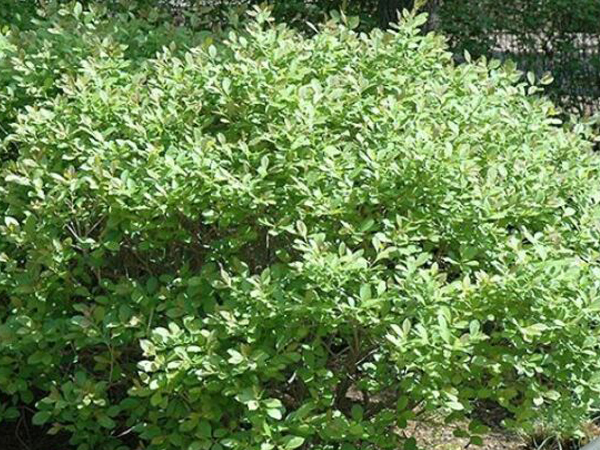 Jim Dandy Winterberry : 1.5 Foot