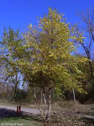 River Birch MS : 10 Foot