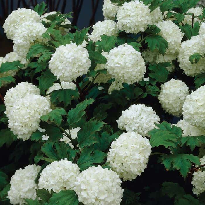 Common Snowball Viburnum : 3 Gallon