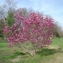 Ann Magnolia : 7 Gallon