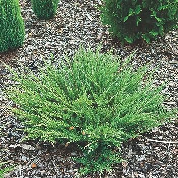 Andorra Compact Juniper : 3 Gallon