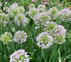 Big Beauty Ornamental Onion : 1 Gallon