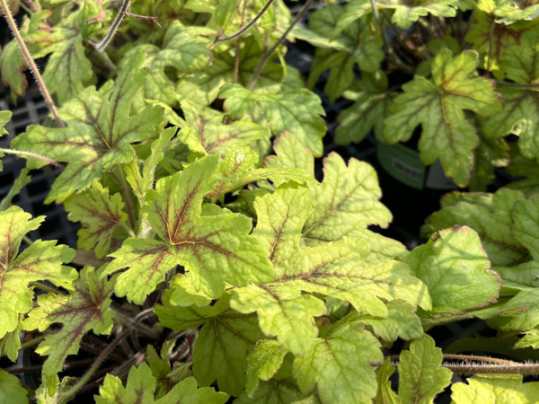 Alabama Sunrise Heucherella : 1 Gallon
