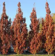 Crimson Spire Oak : 2 Inch