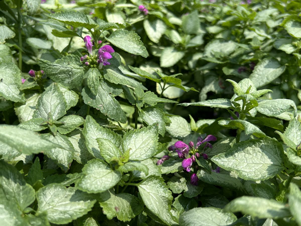 Beacon Silver Lamium : 4 Inch Pot 