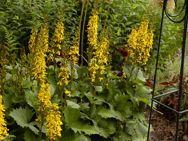 Little Rocket Ligularia : 1 Gallon