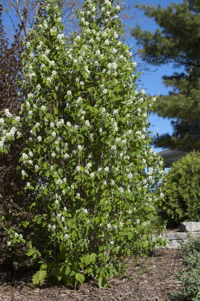 Standing Ovation™ Serviceberry : 5 Gallon
