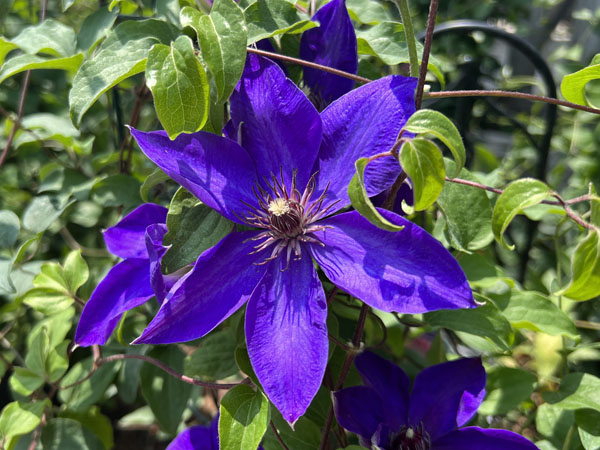 Elsa Spath Clematis : 2 Gallon