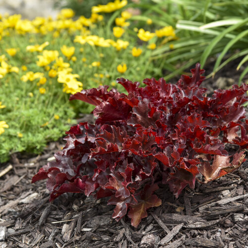 Cherry Truffles Coral bells : 1 Gallon