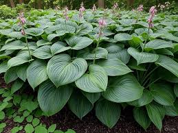Empress Wu Hosta : 1 Gallon