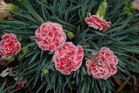 Coral Reef Dianthus : 1 Gallon