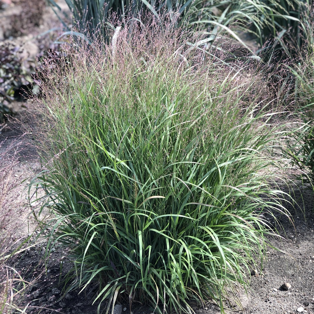 Apache Rose Switchgrass : 1 Gallon