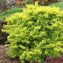 Sunjoy Citrus Barberry ® PW : 3 Gallon