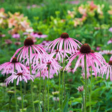 Pale Purple Coneflower : 1 Gallon