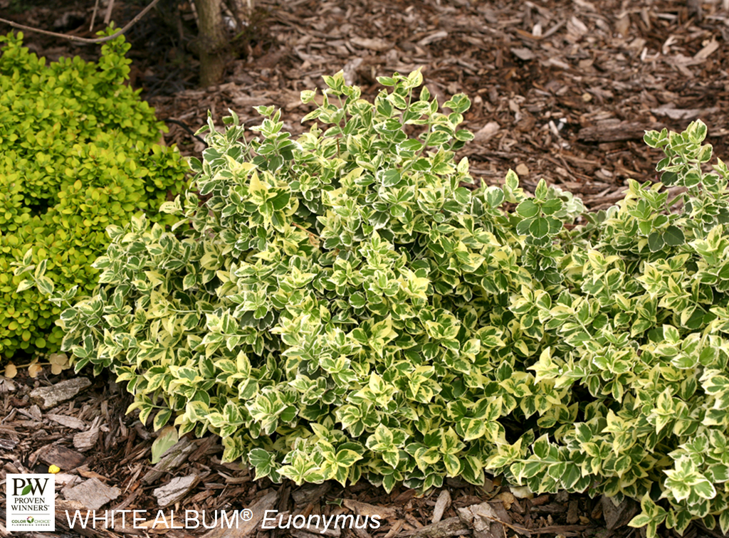 Sarcoxie Wintercreeper : 3 Gallon