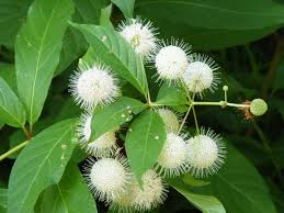 Buttonbush : 3 Gallon