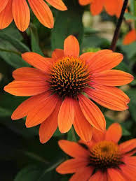Sombrero Adobe Orange Coneflower : 1 Gallon