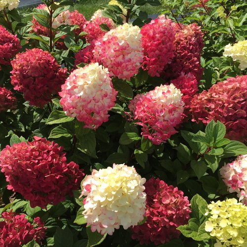 Little Lime Punch ® Hydrangea : 3 Gallon