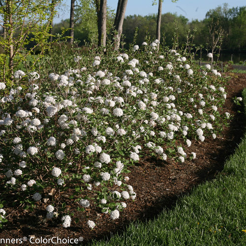 Spice Baby ™  Viburnum : 3 Gallon