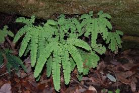 Five Finger Maidenhair Fern : 1 Gallon