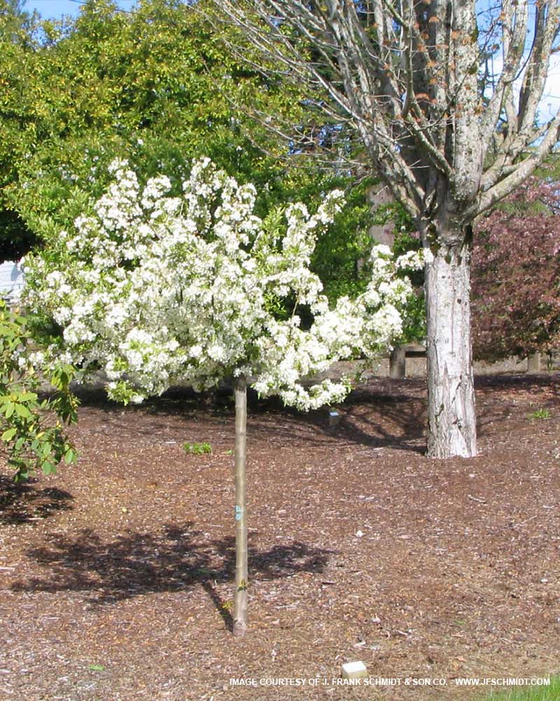 Firebird Crabapple : 15 Gallon