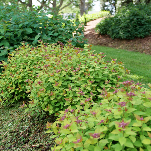 Double Play Dolly ® Spirea : 3 Gallon
