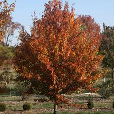 Fire King Hornbeam : 3 Inch