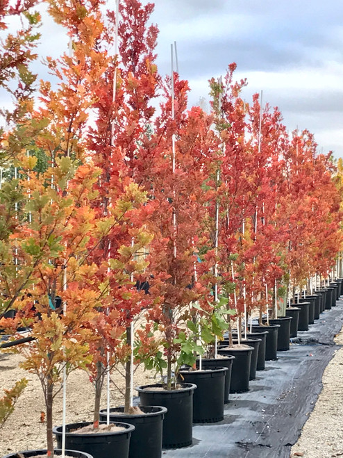 Scarlet Letter Oak ™ : 5 Inch