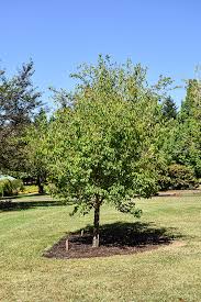 Great Wall Lilac Tree ® : 3 Inch