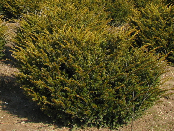 Taunton Yew : 36 Inch