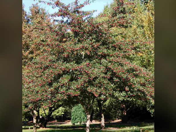 Thornless Cockspur Hawthorn : 2.5 Inch