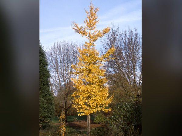 Princeton Sentry Ginkgo : 3.5 Inch