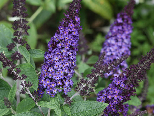 Pugster Blue ® Butterfly Bush : 3 Gallon