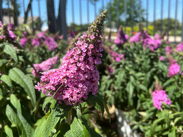 Pugster Pinker Butterfly Bush ® PW : 3 Gallon