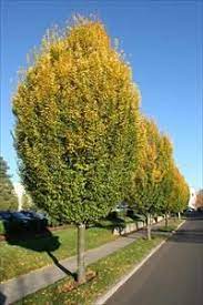 Pyramidal European Hornbeam : 2.5 Inch