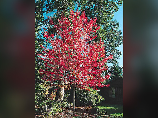 Red Sunset Maple : 5.5 Inch