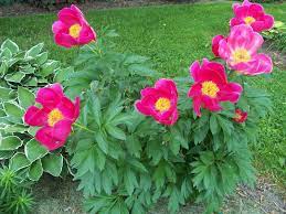 Scarlet O'Hara Peony : 2 Gallon