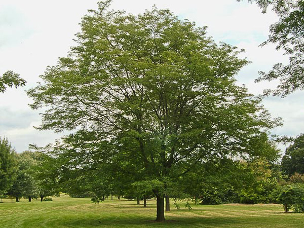 Shademaster Honeylocust : 1.75 Inch