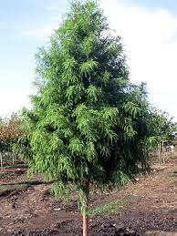 Shawnee Brave Bald Cypress : 3 Inch