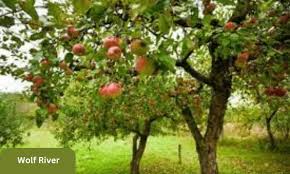 Snowsweet Apple : 3 Inch